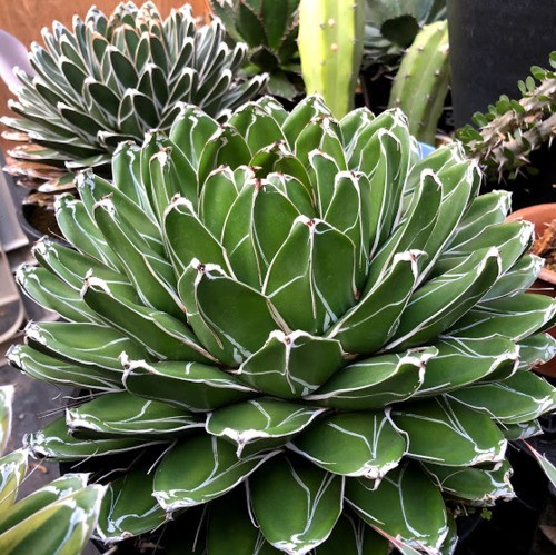 多肉植物：アガベ 笹の雪*幅30cm 現品！一品限り : 遊恵盆栽 Yahoo