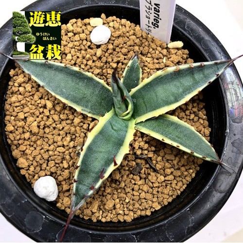 多肉植物：アガベ スカブラショートリーフ錦 覆輪*幅9cm 現品！一品