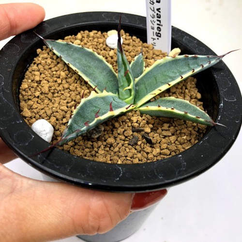 多肉植物：アガベ スカブラショートリーフ錦 覆輪*幅9cm 現品！一品