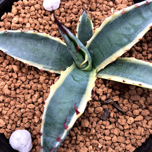 多肉植物：アガベ スカブラショートリーフ錦 覆輪*幅9cm 現品！一品