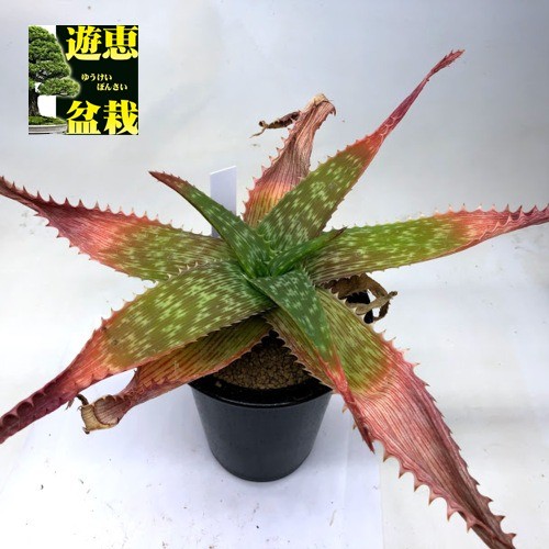 多肉植物 アロエ マクラータ 幅26ｃｍ 葉焼けあり S8617v 遊恵盆栽 Yahoo 店 通販 Yahoo ショッピング