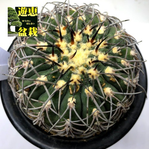 サボテン：ギムノカリキウム 天平丸 実生*幅10cm 現品！一品限り
