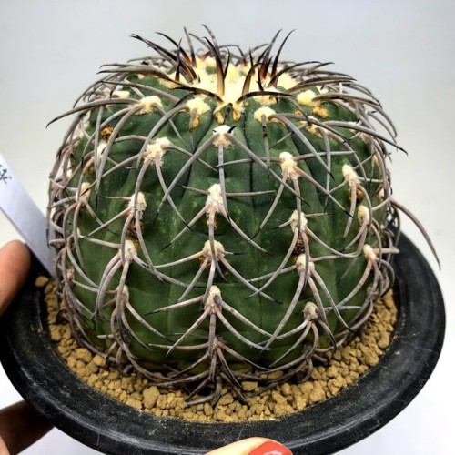 サボテン：ギムノカリキウム 天平丸 実生*幅10cm 現品！一品限り