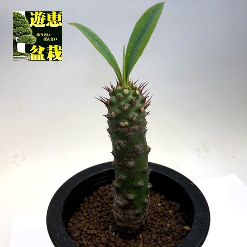 コーデックス：ユーフォルビア パキポディオイデス*葉幅6cm 現品