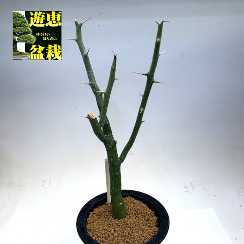 塊根植物：アデニア バリー 実生*幅7.5cm 現品！一品限り ※幹に一部傷あり : s8635v : 遊恵盆栽 Yahoo!店 - 通販 -  Yahoo!ショッピング