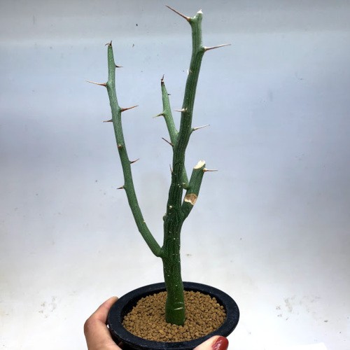 塊根植物：アデニア バリー 実生*幅7.5cm 現品！一品限り ※幹に一部傷あり