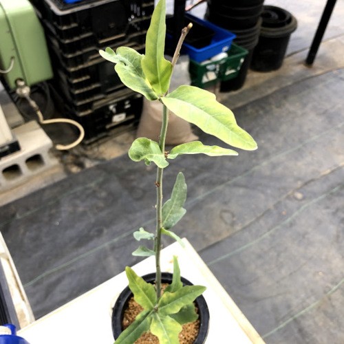 塊根植物：アデニア レパンダ*葉幅11cm 現品！一品限り : 遊恵