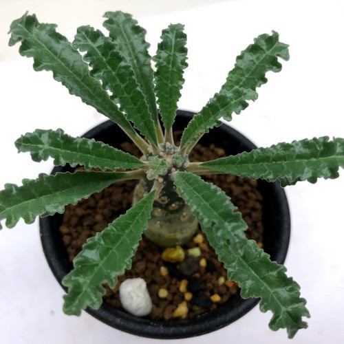 コーデックス：ドルステニア ラブラニー*塊根幅2cm 現品！一品限り