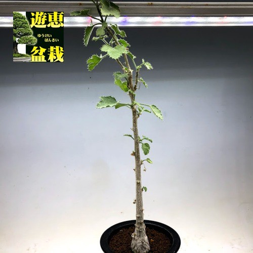 多肉植物：デンドロシキオス ソコトラーナ*塊幅3.5cm 現品！一品