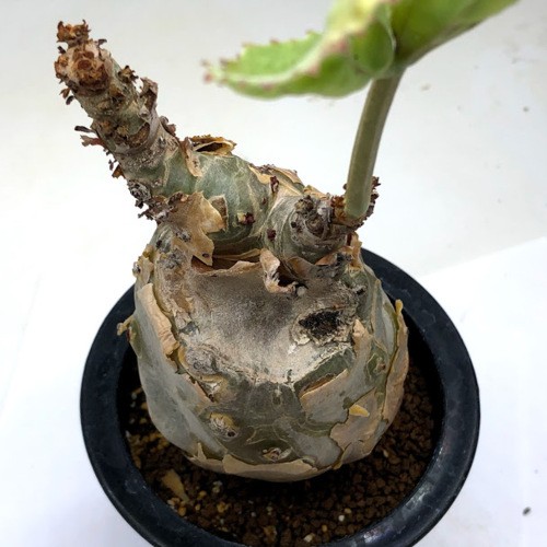 塊根植物：キフォステンマ ベティフォルメ*塊幅8cm 現品 一品