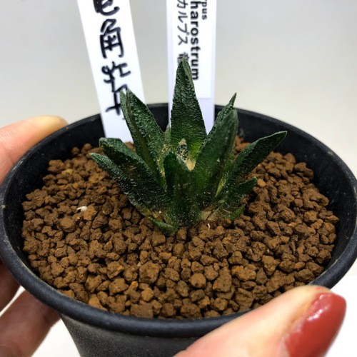 アリオカルプス【竜角牡丹】サボテン 楽天市場】サボテン：アリオカルプス 竜角牡丹 実生*幅4.5cm
