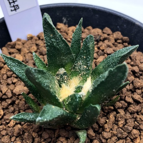 アリオカルプス【竜角牡丹】サボテン サボテン：アリオカルプス 竜角牡丹*幅4.5cm 現品！一品限り