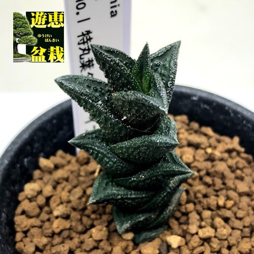 多肉植物：多肉植物：ハオルチア ニグラno.1 特丸葉ダルマタイプ*幅2.5cm　現品！一品限り