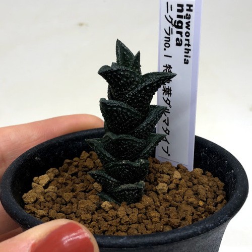 多肉植物：多肉植物：ハオルチア ニグラno.1 特丸葉ダルマタイプ*幅2.5cm　現品！一品限り