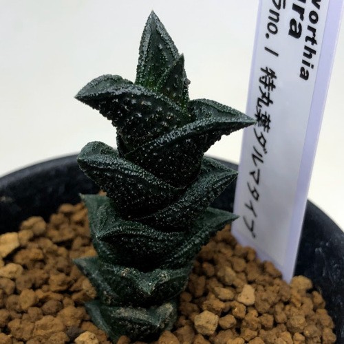 多肉植物：多肉植物：ハオルチア ニグラno.1 特丸葉ダルマタイプ*幅2.5cm　現品！一品限り