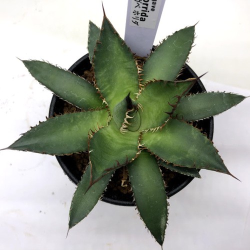 多肉植物：アガベ ホリダ*幅11cm : 遊恵盆栽 Yahoo!店 - 通販