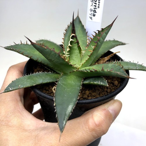 多肉植物：アガベ ホリダ*幅11cm : 遊恵盆栽 Yahoo!店 - 通販