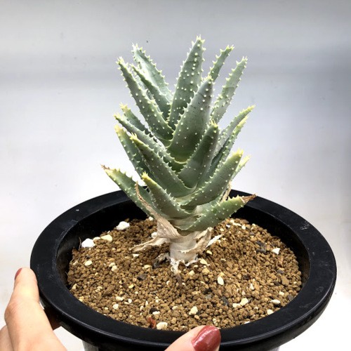 多肉植物：アロエ　ピランシー　特良タイプ*幅11ｃｍ　現品！一品限り