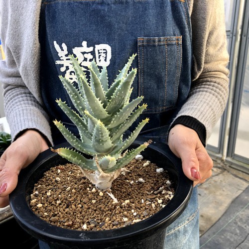 多肉植物：アロエ　ピランシー　特良タイプ*幅11ｃｍ　現品！一品限り