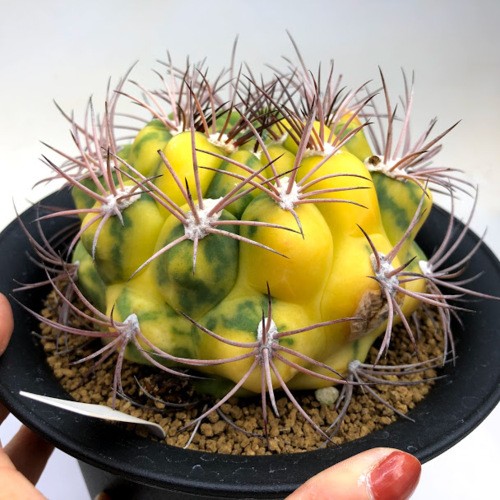 サボテン　新天地錦　ギムノカリキウム　鉢付き 楽天市場】サボテン 新天地錦 3.5号 プラ鉢 観葉植物 さぼてん