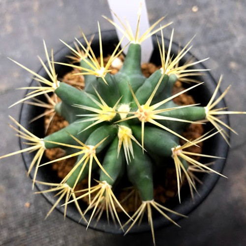 サボテン：フェロカクタス 王冠竜*幅6cm : 遊恵盆栽 Yahoo!店