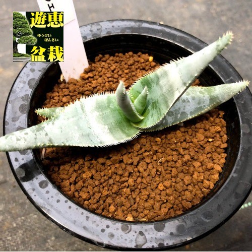 多肉植物：アロエ ラエータ*幅11ｃｍ : s8710v : 遊恵盆栽 Yahoo!店 - 通販 - Yahoo!ショッピング