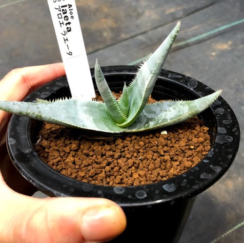 多肉植物：アロエ ラエータ*幅11cm : 遊恵盆栽 Yahoo!店 - 通販