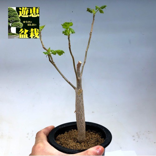 ブルセラ ヒンドシアナ 実生 ブルセラ ヒンドシアナ Bursera hindsiana 沖縄実生 | mana's far