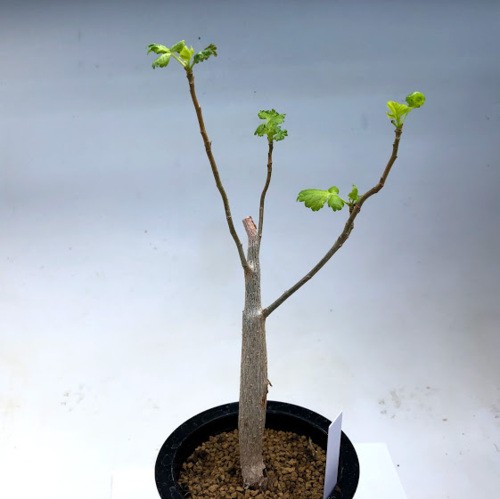 コーデックス：ブルセラ ヒンドシアナ*葉幅13cm 現品！一品