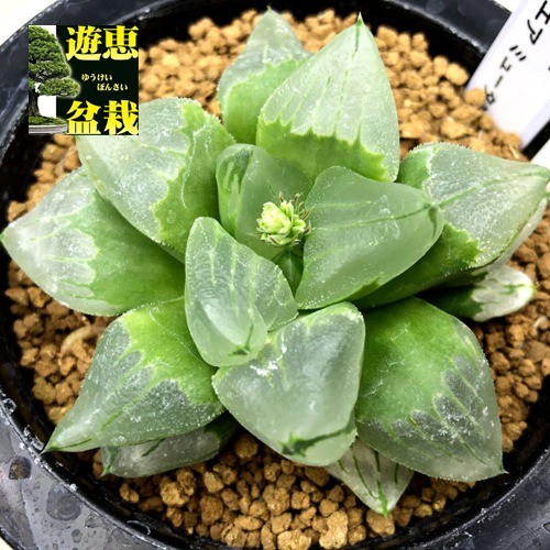 多肉植物：ハオルチア ピグマエア ミュータント *幅8cm 現品！一品限り