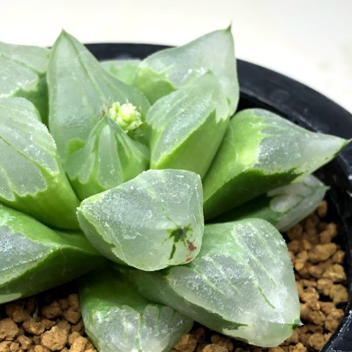 多肉植物：ハオルチア ピグマエア ミュータント *幅8cm 現品！一品限り