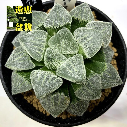 多肉植物：ハオルチア クリスティーB*幅8cm 現品！一品限り