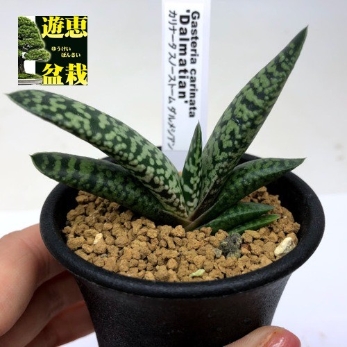 多肉植物：ガステリア カリナータ スノーストーム ダルメシアン*幅7ｃｍ : s8738v : 遊恵盆栽 Yahoo!店 - 通販 -  Yahoo!ショッピング