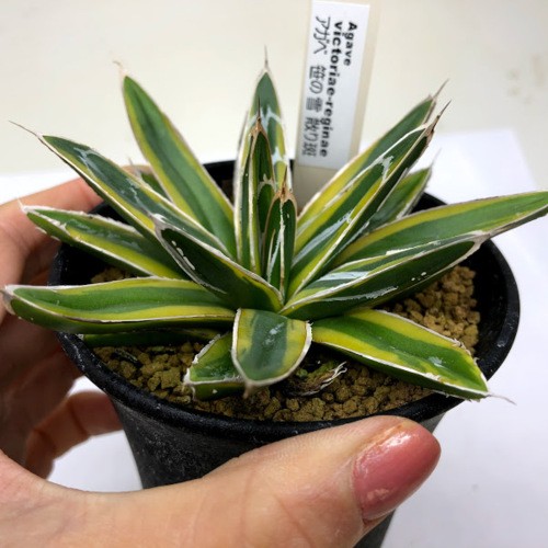 笹の雪 白散り斑　アガベ　虎斑　極氷山？　アガベ　多肉植物 アガベ・虎斑 笹の雪錦 | trigger