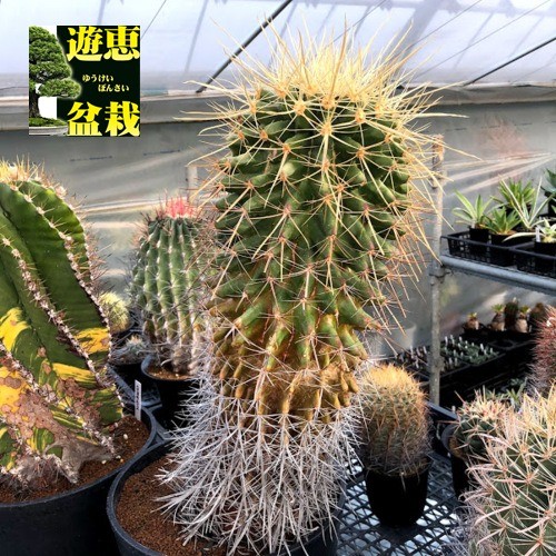 サボテン：四角鸞鳳玉（しかくらんぽうぎょく）2.5号鉢植え の