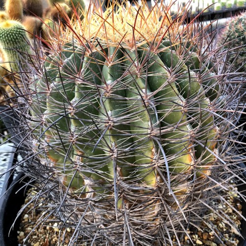 サボテン：フェロカクタス 偉冠玉*幅21cm 現品！一品限り : 遊恵盆栽