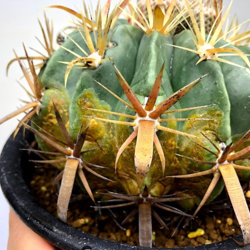 サボテン：フェロカクタス 日の出丸*幅13cm 現品！一品限り ※側面