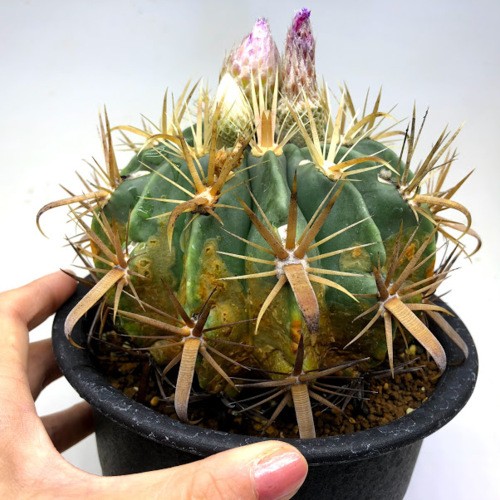 サボテン：フェロカクタス 日の出丸*幅13cm 現品！一品限り ※側面