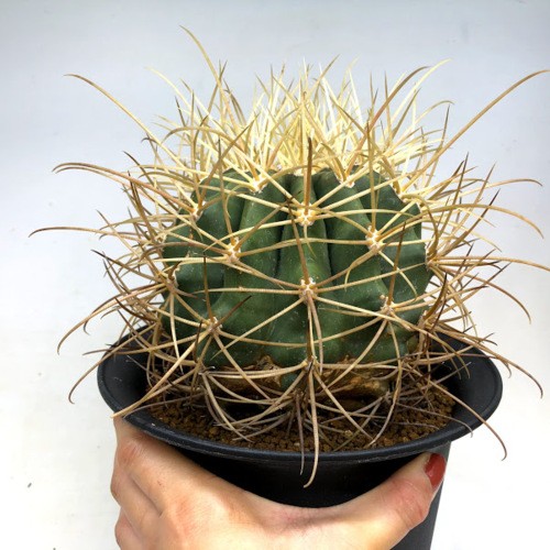 s8858v_2.jpg
