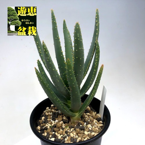 多肉植物：アロエ ラモシシマ*幅9cm : 遊恵盆栽 Yahoo!店 - 通販