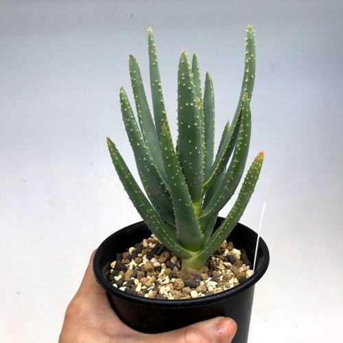 多肉植物：アロエ ラモシシマ*幅9cm : 遊恵盆栽 Yahoo!店 - 通販