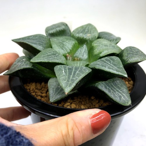 【激安】コンプト バディア 巨大株セット　極上品　高級　ハオルチア　バラ売り可 多肉植物：ハオルチア コンプトコレクタ*幅12cm 現品！一品限り : 遊恵