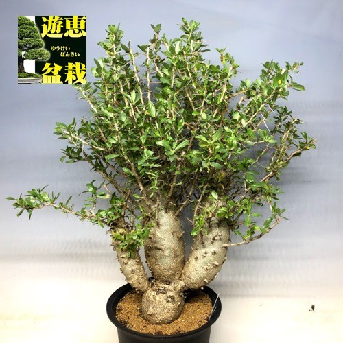 コーデックス：フォークイエリア コルムナリス 観峰玉*幅61cm 現品