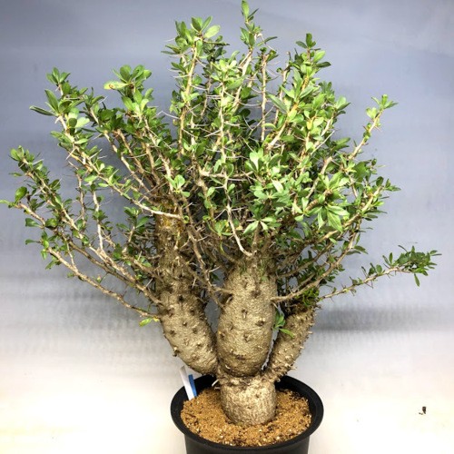 【鉢ごと発送】VALIEMフォークイエリア　コルムナリス　観峰玉 鉢ごと発送】VALIEMフォークイエリア コルムナリス 観峰玉