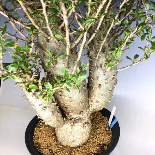 コーデックス：フォークイエリア コルムナリス 観峰玉*幅61cm 現品