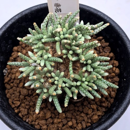 ノ3155 「多肉植物」アボニア アルストニー 抜き苗【畑に地植え株