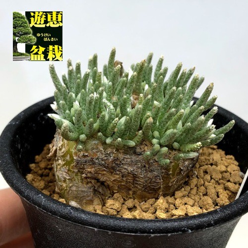 塊根植物：アボニア アルストニー うつぼ錦 赤花*葉幅5cm 現品！一品