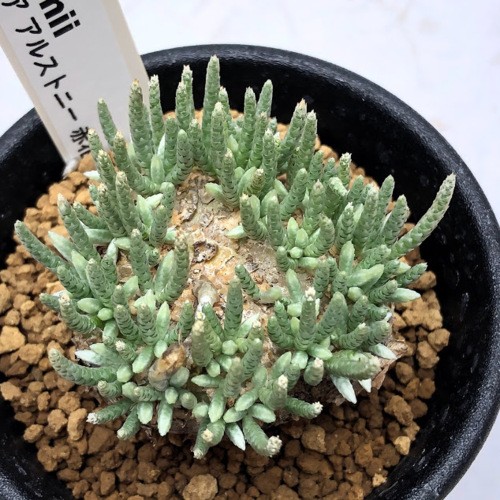 塊根植物：アボニア アルストニー うつぼ錦 赤花*葉幅5cm 現品！一品