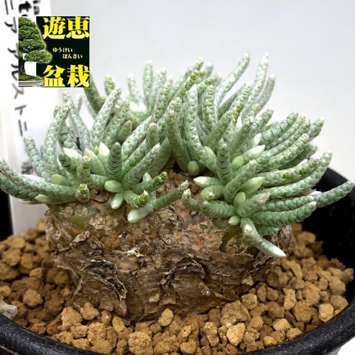 アボニア アルストニー うつぼ錦 塊根植物 発根済み 塊根植物：アボニア アルストニー うつぼ錦 赤花*葉幅4cm 現品！一品