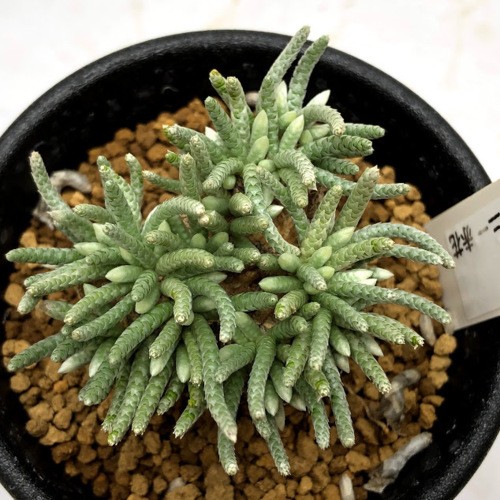 塊根植物：アボニア アルストニー うつぼ錦 赤花*葉幅4cm 現品！一品